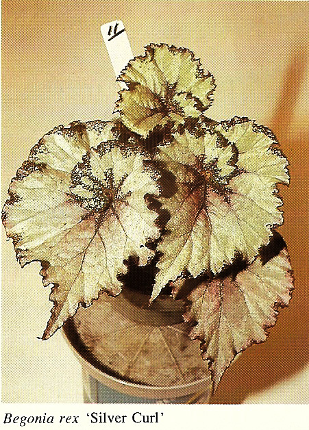 B. ‘Silver Curl’
